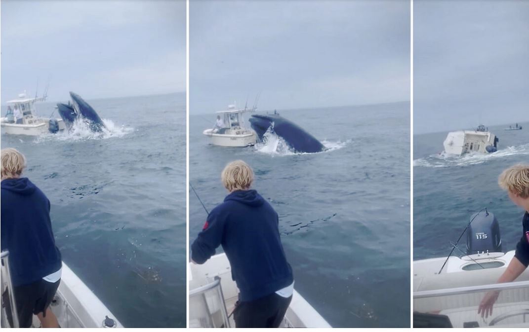 Des pêcheurs aperçoivent une baleine qui saute sur un bateau, le fait chavirer et jette les plaisanciers à la mer, puis ils se précipitent pour les aider