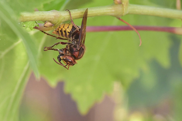 Frelon européen (Vespa Crabro).  (TOBIAS SCHWARZ/AFP via Getty Images)