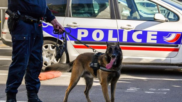 Chiens policiers : Taïga et Pedro recherchent de nouveaux maîtres pour leur retraite