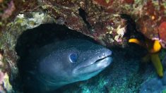 En Bretagne, des centaines d’anguilles de mer s’échouent sur les plages : un phénomène aussi rare qu’inexpliqué