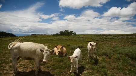 JO-2024 : les récompenses, parfois insolites, pour les athlètes médaillés