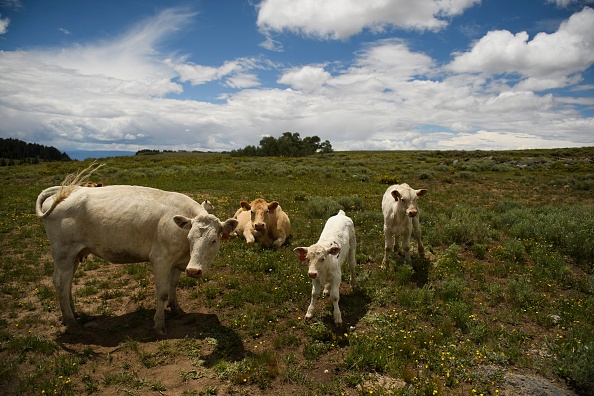 Apriyani devait aussi recevoir cinq vaches, une parcelle ou encore trois kilogrammes d'or, selon la presse indonésienne.(PATRICK T. FALLON/AFP via Getty Images)