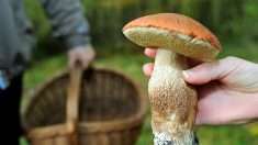 « Je n’ai fait que me baisser et ramasser » : un couple de Dordogne découvre un cèpe de 700g dans son jardin