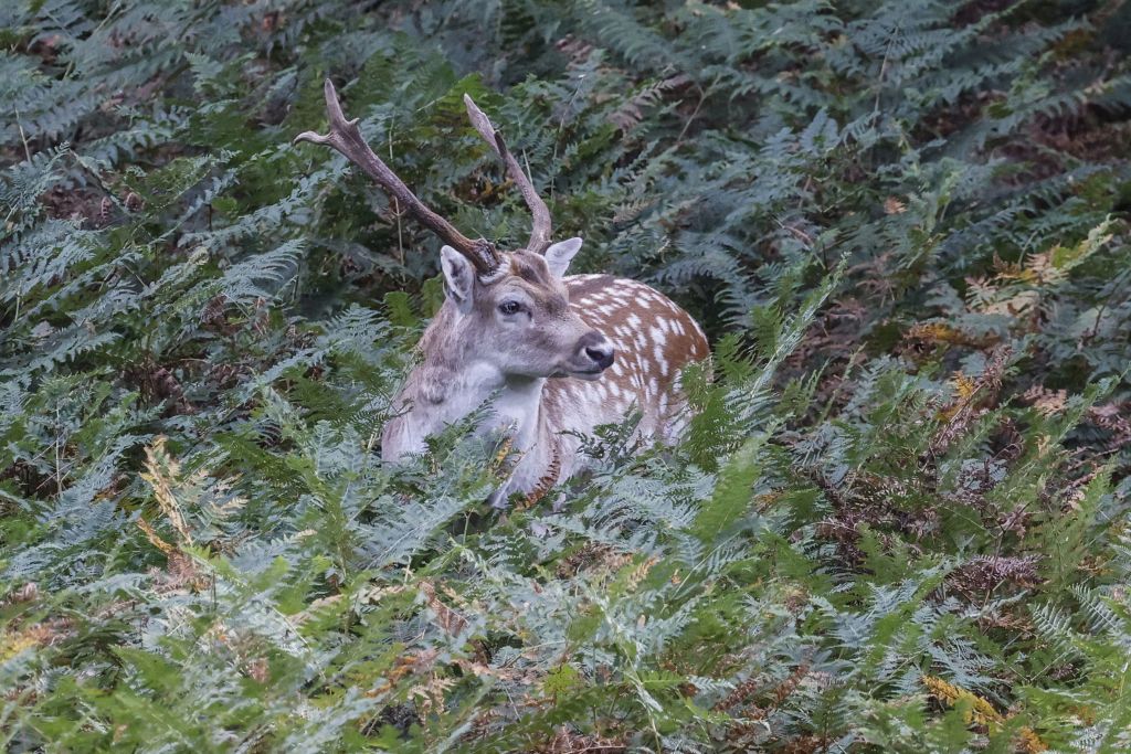 Cerisy-la-Forêt, entre faune et flore exceptionnelle, un bel héritage de Guillaume le Conquérant