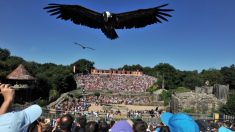 Puy du Fou : un faucon s’échappe en plein spectacle, il est retrouvé à 360 kilomètres du parc