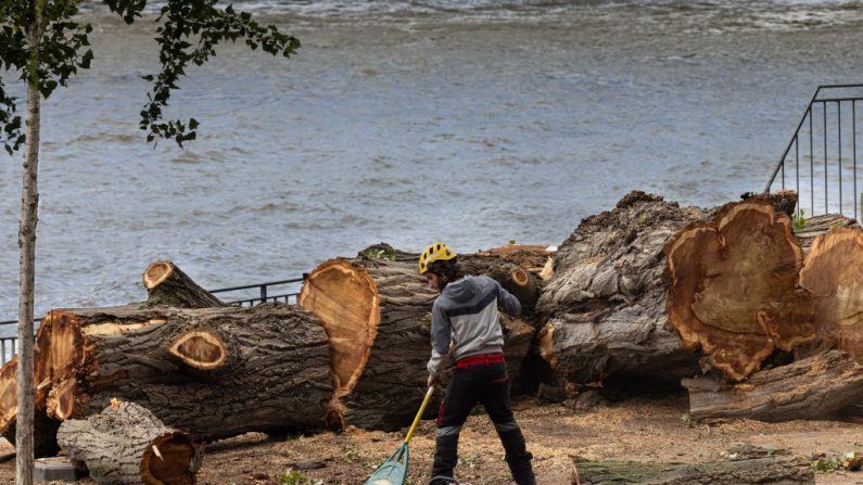 Un employé de la ville de Paris nettoie une zone à proximité d'arbres coupés le long de la Seine, en préparation de la cérémonie d'ouverture des Jeux olympiques de Paris 2024, à Paris le 4 juillet 2024. (JOEL SAGET/AFP via Getty Images)