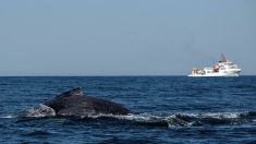 Sydney : une baleine à bosse libérée du port après avoir été 22 heures prisonnière des filets de pêche