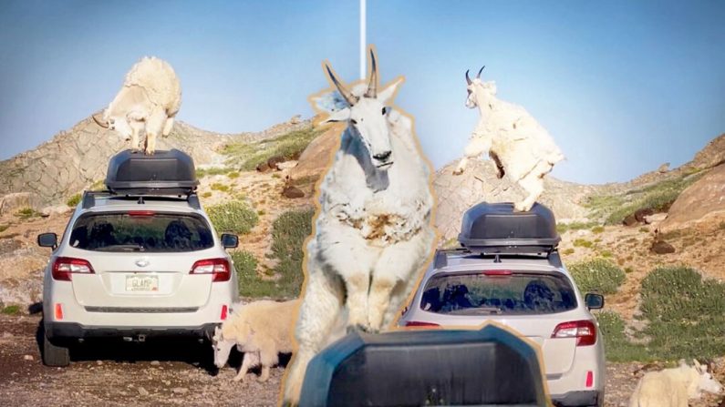 Des chèvres de montagne dansent sur une Subaru au Mont Evans au Colorado. (Avec l'aimable autorisation de Michael Ryno)