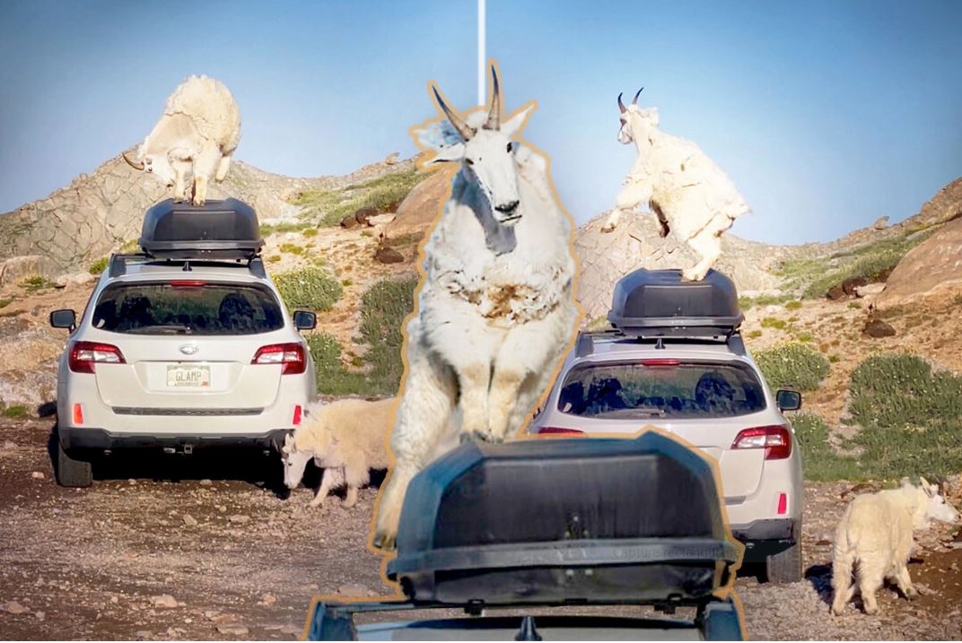 Un photographe de la nature filme des chèvres dansant sur une voiture, ce qui devient viral – il se fait critiquer pour ne pas être intervenu