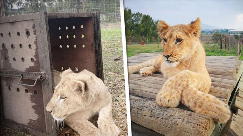Un lionceau sauvé de la captivité est désormais en sécurité dans un sanctuaire de lions en Afrique du Sud. (Avec l'aimable autorisation du Drakenstein Lion Park)