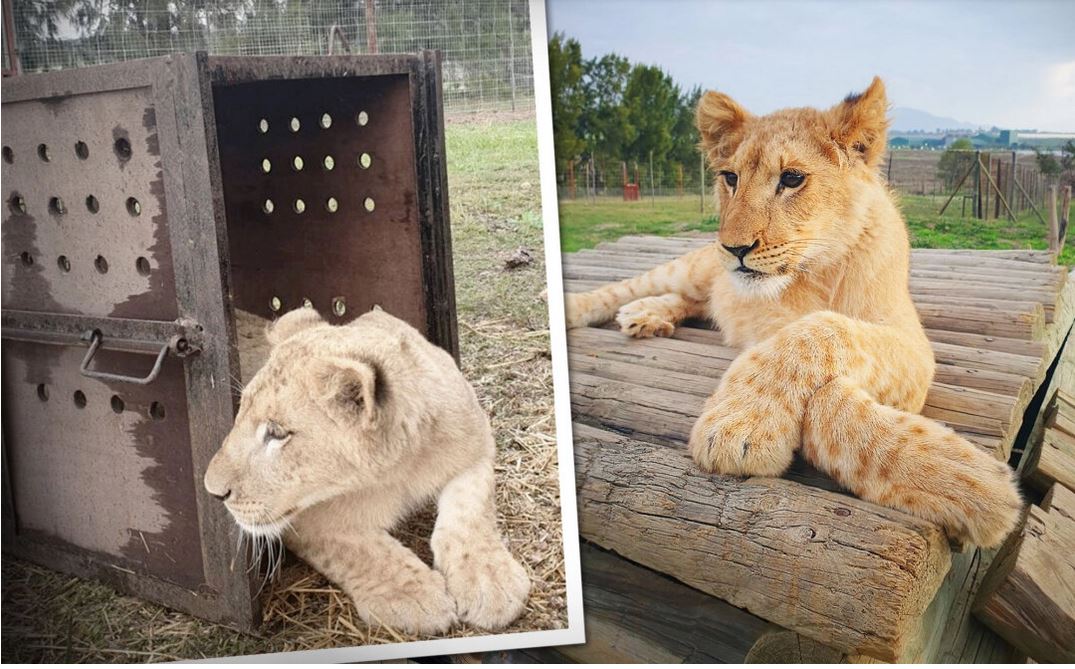 Un lionceau de quelques mois, sauvé d'un influenceur « abusif » sur les réseaux sociaux, est emmené dans un sanctuaire en Afrique