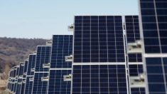 Le plus grand parc solaire d’Australie approuvé pour alimenter Singapour en électricité