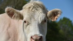 Une vache qui aimait la liberté : l’animal s’est échappé d’un abattoir des Pyrénées-Atlantiques