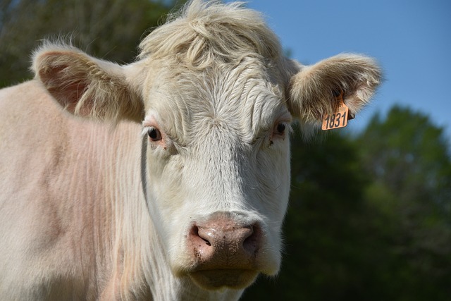 Une vache qui aimait la liberté : l’animal s’est échappé d’un abattoir des Pyrénées-Atlantiques