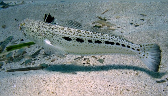 Difficultés respiratoires, perte de connaissance, douleurs intenses... ce poisson piqueur envahit les eaux méditerranéennes