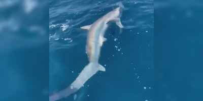 Hérault : croyant avoir attrapé un thon, les participants d’un concours remontent un requin de 4 mètres, au large de Palavas