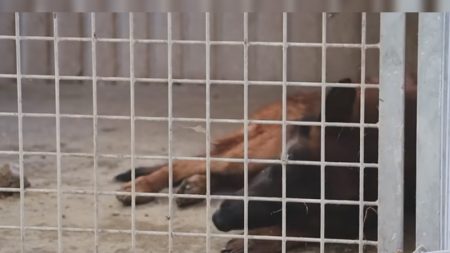 Le « chenil de l’horreur » : dans une vidéo choc, la SPA dévoile l’opération de sauvetage d’une centaine d’animaux