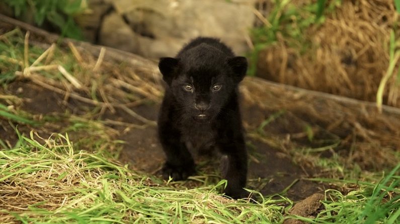 La femelle jaguar, née le 29 juin dernier en captivité à Crécy-la-Chapelle (Seine-et-Marne). DR/Parrot World.