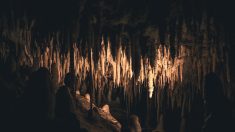 « Pour voir si c’est solide », un visiteur décroche une stalactite plusieurs fois millénaire dans une grotte de Dordogne