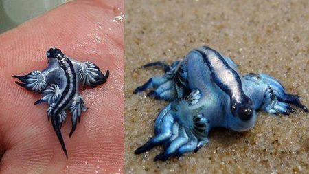 Sa piqûre est venimeuse et il peut attaquer les baigneurs : le « dragon bleu des mers » fait fermer plusieurs plages en Espagne