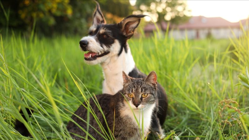 Les chats ne seraient pas aussi insensibles qu'on le pense. (Photo : New Africa/Shutterstock)