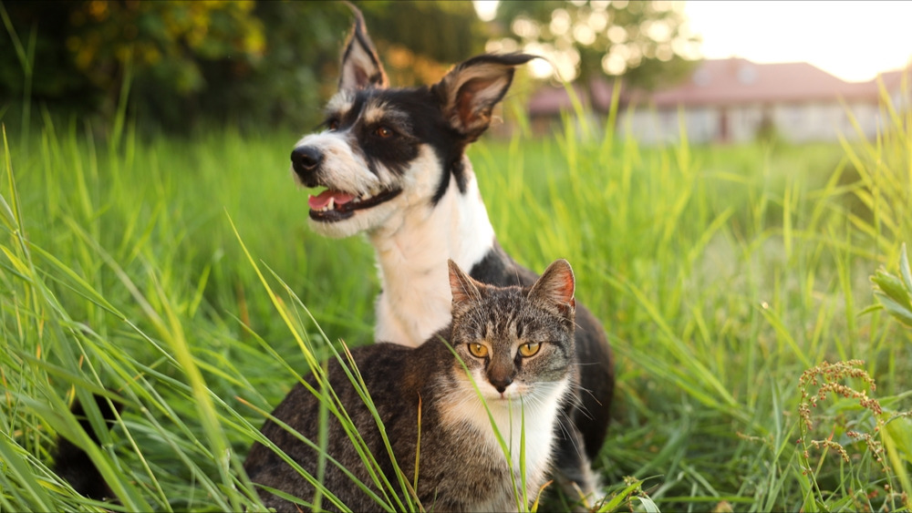 Les chats éprouveraient le besoin de faire leur deuil après la mort d'un animal de compagnie proche, selon une étude