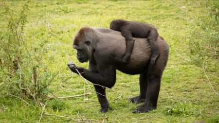 Une femelle gorille, l’une des dernières de son espèce, est née au zoo de La Palmyre