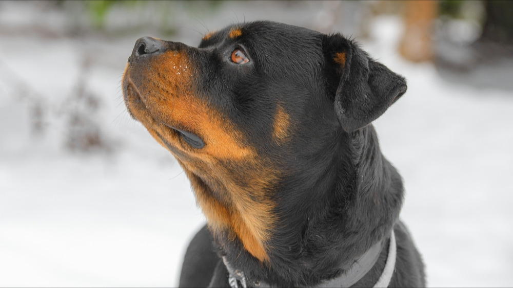 Pyrénées-Atlantiques : une fillette de 20 mois gravement mordue par un Rottweiler à la terrasse d'un restaurant