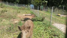 Charleville-Mézières : Toto le sanglier a rejoint son parc animalier