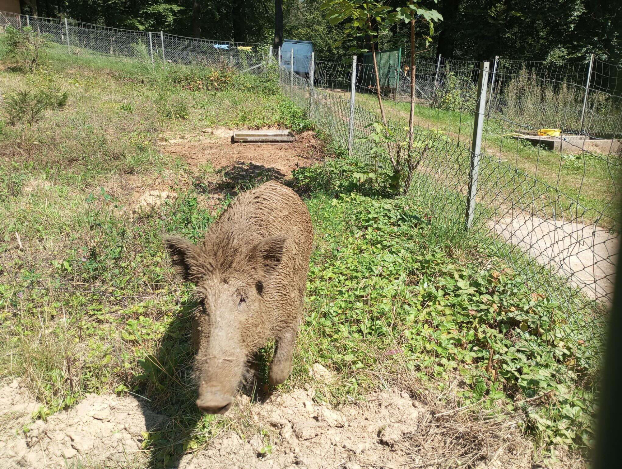 Charleville-Mézières : Toto le sanglier a rejoint son parc animalier