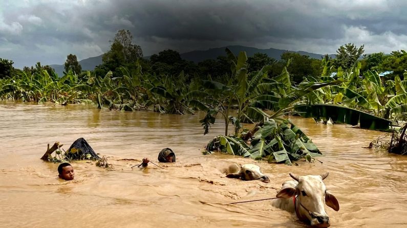 Deux hommes guident le bétail à travers les eaux de crue dans le village de Sin Thay à Pyinmana, dans la région de Naypyidaw au Myanmar, suite aux fortes pluies qui ont suivi le typhon Yagi, le 13 septembre 2024. (Sai Aung MainAFP via Getty Images)