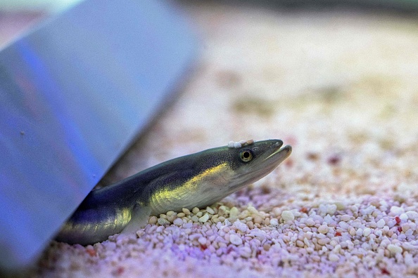 Une anguille dans un aquarium de l'Agence japonaise de recherche et d'éducation sur la pêche en 2021. Illustration. (BEHROUZ MEHRI/AFP via Getty Images)