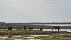 Namibie : abattage massif d’hippopotames, éléphants, buffles et zèbres