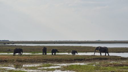 Namibie : abattage massif d’hippopotames, éléphants, buffles et zèbres