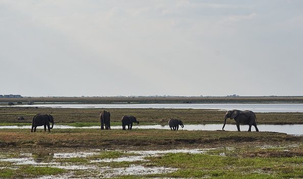 Namibie : abattage massif d’hippopotames, éléphants, buffles et zèbres