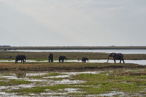 Namibie : abattage massif d'hippopotames, éléphants, buffles et zèbres