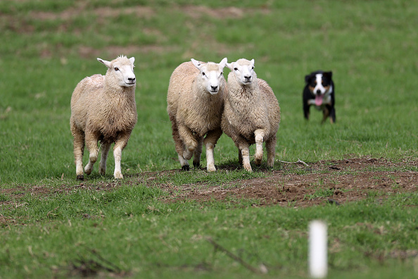 (Fiona Goodall/Getty Images)