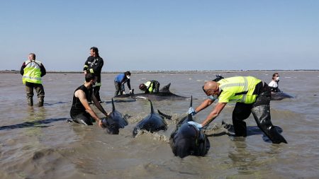 Vaste opération pour sauver un groupe de dauphins échoué sur l’île de Ré