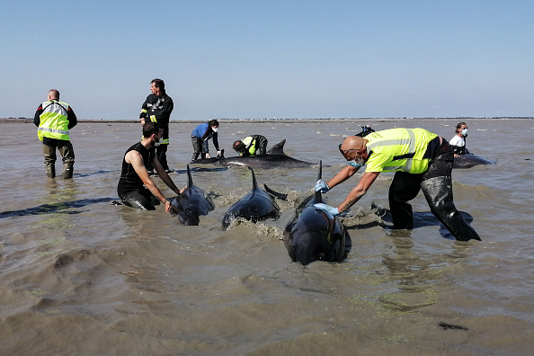 Une opération de sauvetage de dauphins échoués dans la baie du Fier d'Ars sur l'île de Ré, le 17 septembre 2024. (OLIVIER GUERIN/AFP via Getty Images)