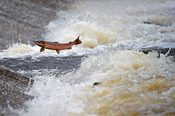 Après avoir éclos et passé quelques années en eau douce, le saumon sauvage migre vers la mer, où il passe d'un à trois ans, avant de revenir dans sa rivière. (Photo : Jeff J Mitchell/Getty Images)