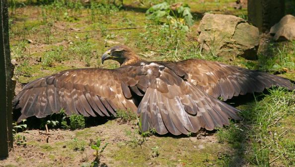 Norvège : un aigle attaque un bébé avant d'être abattu