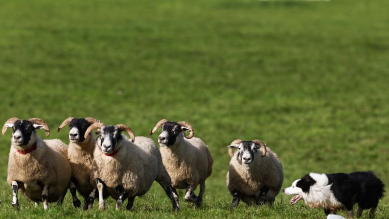 Un chien de berger garde des moutons alors que les concurrents et leurs chiens participent aux épreuves internationales de chiens de berger à Syde Farm à Biggar, en Écosse, le 12 septembre 2024. (Jeff J Mitchell/Getty Images)