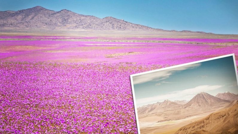 Le désert d'Atacama, au Chili, connaîtrait une floraison extraordinaire tous les deux ou trois ans. (Illustration Epoch Times, Shutterstock)