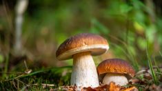 Un antioxydant moins connu rend les champignons importants pour la santé