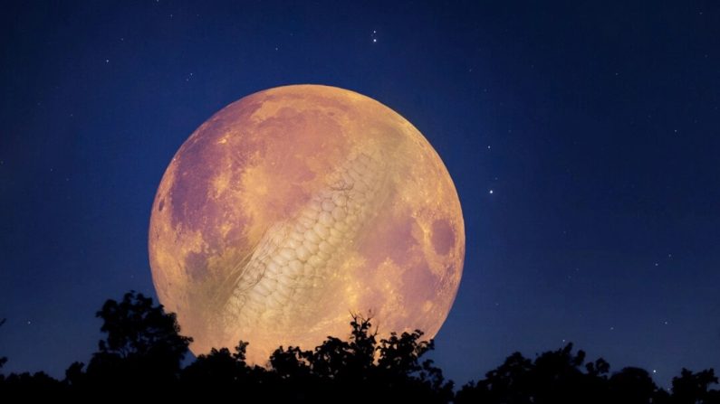 La pleine lune de septembre sera une lune des moissons et une superlune, beaucoup plus grande que la moyenne. (Illustration d'Epoch Times avec Shutterstock/AstroStar/milart)