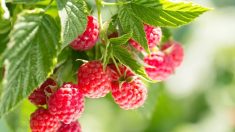 Pourquoi les framboises sont-elles le nouveau superfruit sain pour le cœur ?