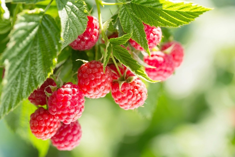 Pourquoi les framboises sont-elles le nouveau super-fruit sain pour le cœur ?