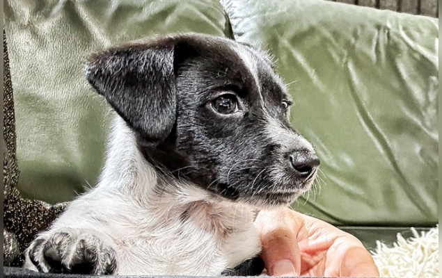 Le petit Jack Russel recueilli par des policiers pendant les JO a trouvé un nouveau foyer