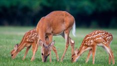 Montreuil : des défenseurs de la cause animale veulent déprogrammer l’avant-première du film « Bambi »