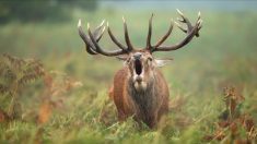 Aisne : le brame du cerf met fin à une rave-party en pleine forêt